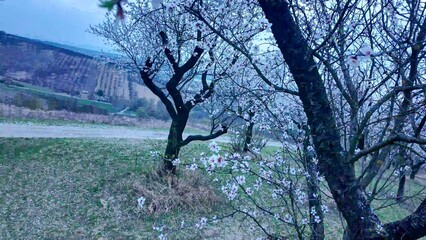 A view of flowering almond trees. Almond orchard in bloom in spring. Pink almond blossoms at dusk. The concept of agriculture and orcharding