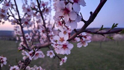 A view of flowering almond trees. Almond orchard in bloom in spring. Pink almond blossoms at dusk. The concept of agriculture and orcharding