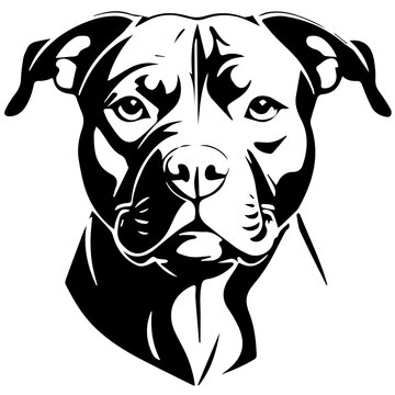 pitbul dog