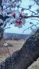 A view of an almond orchard in bloom. Almond tree orchard in flower in spring. White almond...