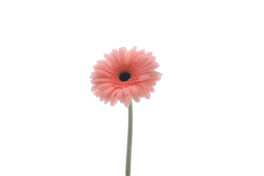 A delicate pink gerbera daisy captured against a minimalistic white background.