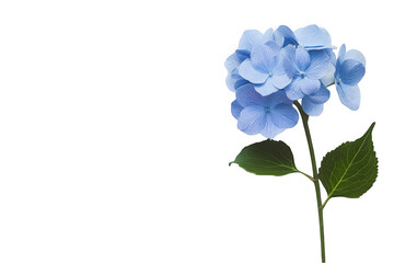 Delicate blue hydrangea flower on a white background, symbolizing serenity and beauty.