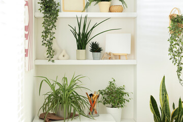 Shelving unit with different green houseplants and other decor at home