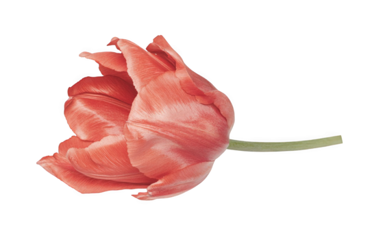Delicate coral tulip bloom with soft petals against a white background.