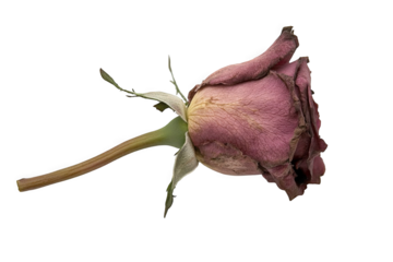 A wilted pink rose showcasing its delicate petals and faded beauty on a white background.