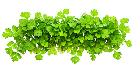 Obraz premium Fresh cilantro coriander herb ingredient aromatic leaves culinary cuisine garnish cooking food ingredient 100