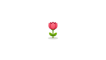 Red tulip, white isolate background