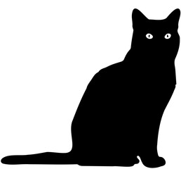 a sitting domestic cat