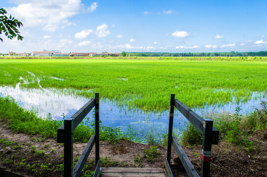 Un piccolo ponte di legno scavalca un canale d'irrigazione di fronte a una risaia vicino a Vercelli lungo la Via Francigena