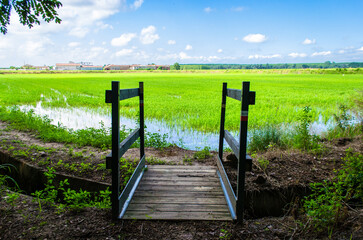 Un piccolo ponte di legno scavalca un canale d'irrigazione di fronte a una risaia vicino a Vercelli lungo la Via Francigena