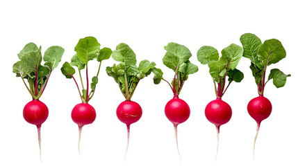 Daikon radishes on a white background.