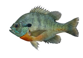 Isolated bluegill sunfish freshwater fish fishing image isolated on white background