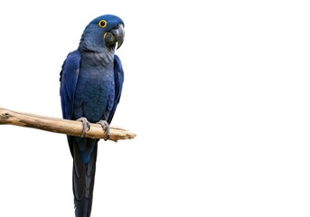 Hyacinth macaw perched on branch isolated against white isolated on white background