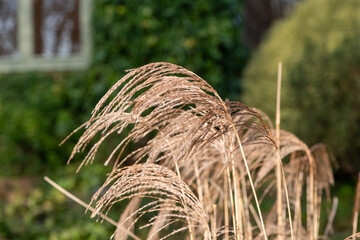 Close up of Chinese silver grass (miscanthus sinensis)