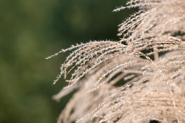 Close up of Chinese silver grass (miscanthus sinensis)