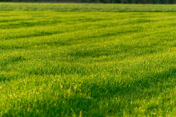 Obraz premium lush green grass field texture, bright green grass field detail, perfect for spring concept background