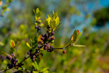 Wild plants with small berries. Background plant with wild berries.