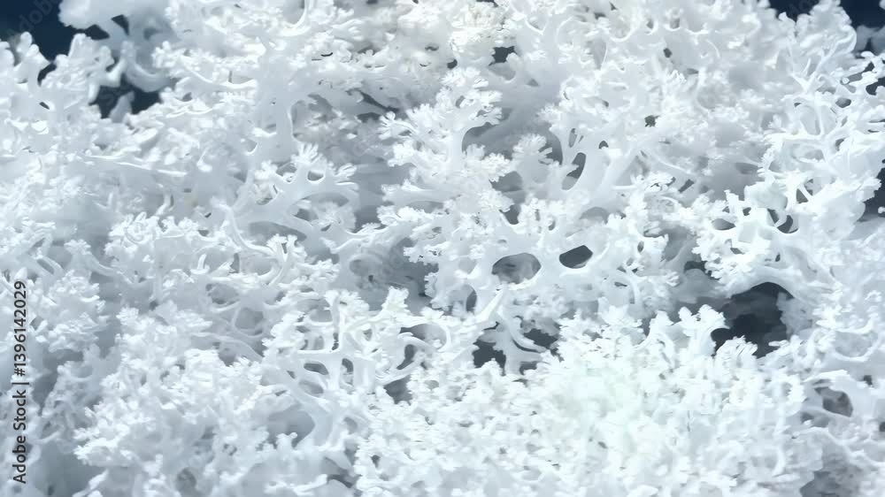Poster intricate white coral formations, showcasing their delicate structures and textures. mineral pattern