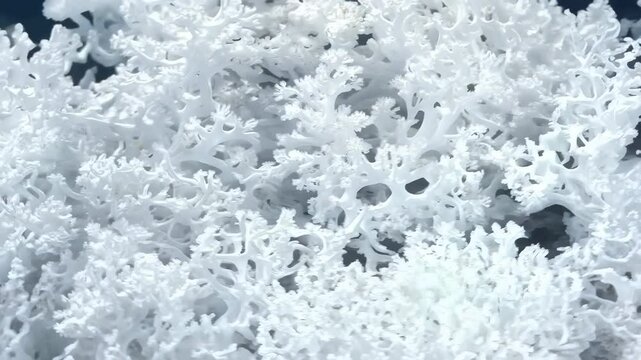 Intricate white coral formations, showcasing their delicate structures and textures. Mineral pattern macro background.