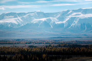 A panoramic view of snow-covered mountain ridges with a golden autumn forest at their base in the Altai Republic, blending rugged beauty with vibrant colors.