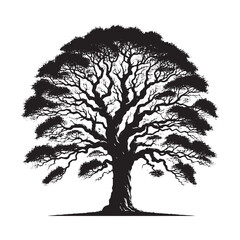 Fototapeta premium Elm Tree Vector Silhouette, Majestic Nature Tree Outline, Sturdy and Elegant Branches Clipart for Wall Art, Logos, Stickers, Apparel, Digital Prints, Crafts, and Posters.