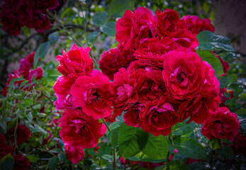 Bright red roses blooming in the garden