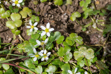 Close up of ivy leaved crowfoot (ranunculus hederaceus) flowers