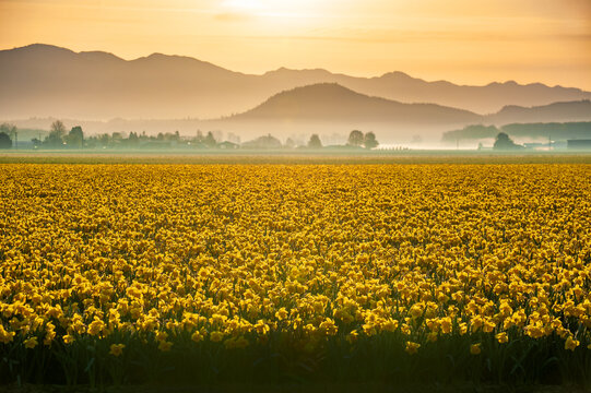Skagit Valley blossoming daffodil fields signal the beginning of springtime in western Washington state. Bulb producers are a staple in this part of the state along with tulip bulbs.