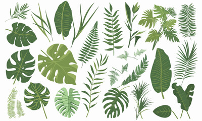 Collection of vector images of various leaves: Bamboo, Banana, Fern, Maple, Monstera, Oak, Palm