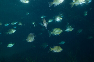 Large school of young bluegill in natural spring