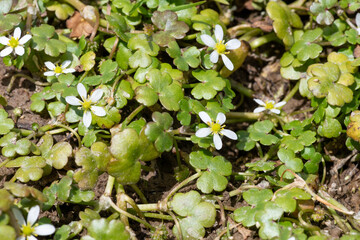 Close up of ivy leaved crowfoot (ranunculus hederaceus) flowers