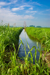 Un canale da irrigazione divide in due un campo coltivato dalle parti di Pavia