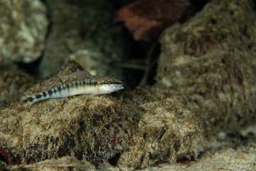 Sooty-banded darter at bottom of spring in Florida