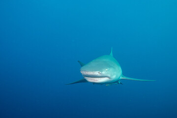 Fototapeta premium Lemon shark in blue open ocean