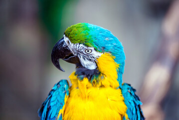 Blue-and-yellow Macaw sitting on a branch at the zoo
