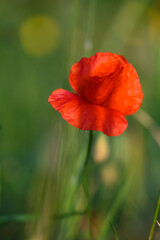 Naklejka premium Vibrant red poppy blooms amidst soft green grass on a golden summer afternoon
