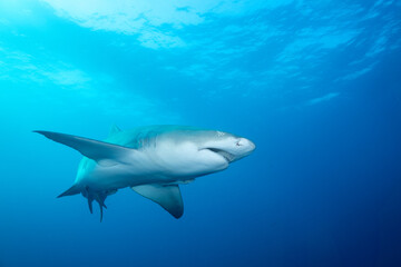 Naklejka premium Lemon shark at ocean surface