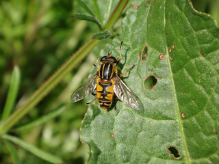 The footballer hover fly (Helophilus pendulus), female resting on a leaf
