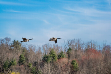 geese in flight