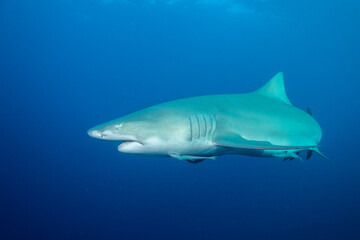 Lemon shark in blue open ocean