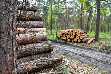 Log pile near a dirt path in a forest during the day