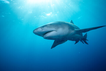 Lemon shark at ocean surface