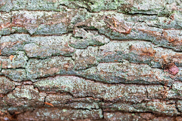 Textured tree bark showing natural patterns in a forest during daylight