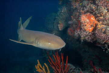 Fototapeta premium Nurse shark swimming over colorful reef