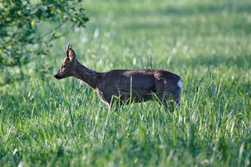 deer in the grass