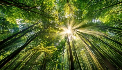 Rays of sunlight make a green canopy look dramatic