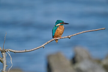 kingfisher on a branch