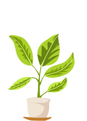 Plant In Pot Illustration 