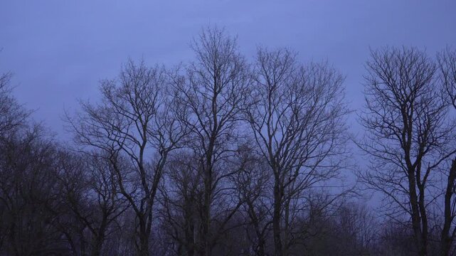 The tall, naked treetops moving rhythmically with gusty winds under a heavy, cloudy evening sky. The scene heralds the arrival of the harsh winter season.