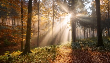 Obraz premium Sun beams in bright and foggy Autumn Forest
